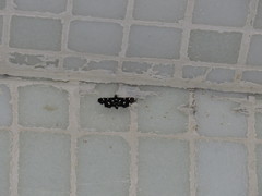 Bocchoris inspersalis