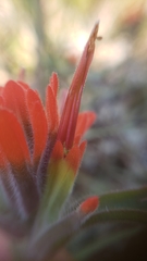 Castilleja applegatei pinetorum