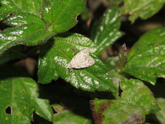 Barasa acronyctoides