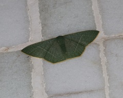 Pelagodes antiquadraria