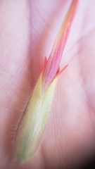 Castilleja applegatei pinetorum