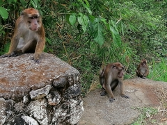 Macaca fascicularis philippensis
