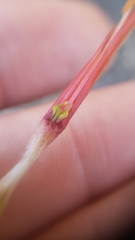 Castilleja applegatei pinetorum