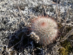 Parodia scopa