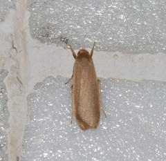 Danielithosia immaculata