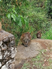 Macaca fascicularis philippensis