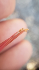 Castilleja applegatei pinetorum