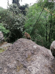 Macaca fascicularis philippensis