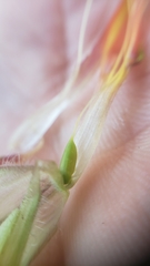 Castilleja applegatei pinetorum