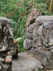 Macaca fascicularis philippensis