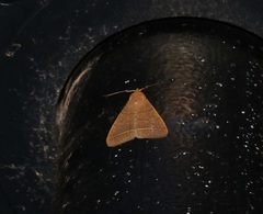 Simplicia cornicalis