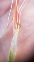 Castilleja applegatei pinetorum