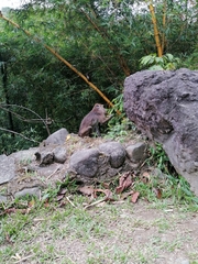 Macaca fascicularis philippensis