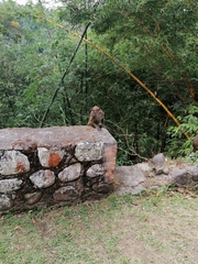 Macaca fascicularis philippensis