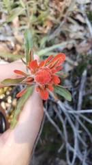 Castilleja applegatei pinetorum