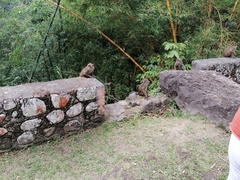 Macaca fascicularis philippensis