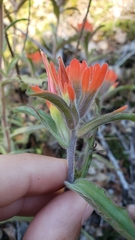 Castilleja applegatei pinetorum