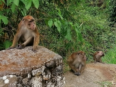 Macaca fascicularis philippensis