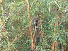 Macaca fascicularis philippensis