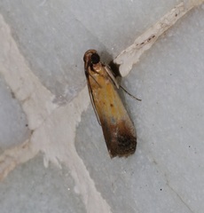Piesmopoda semilutea