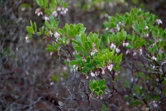 Arctostaphylos densiflora