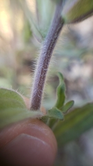 Castilleja applegatei pinetorum