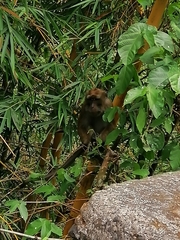 Macaca fascicularis philippensis