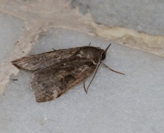 Spodoptera cilium