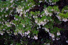 Arctostaphylos densiflora