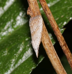 Meganola brunellus