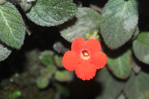 Episcia andina