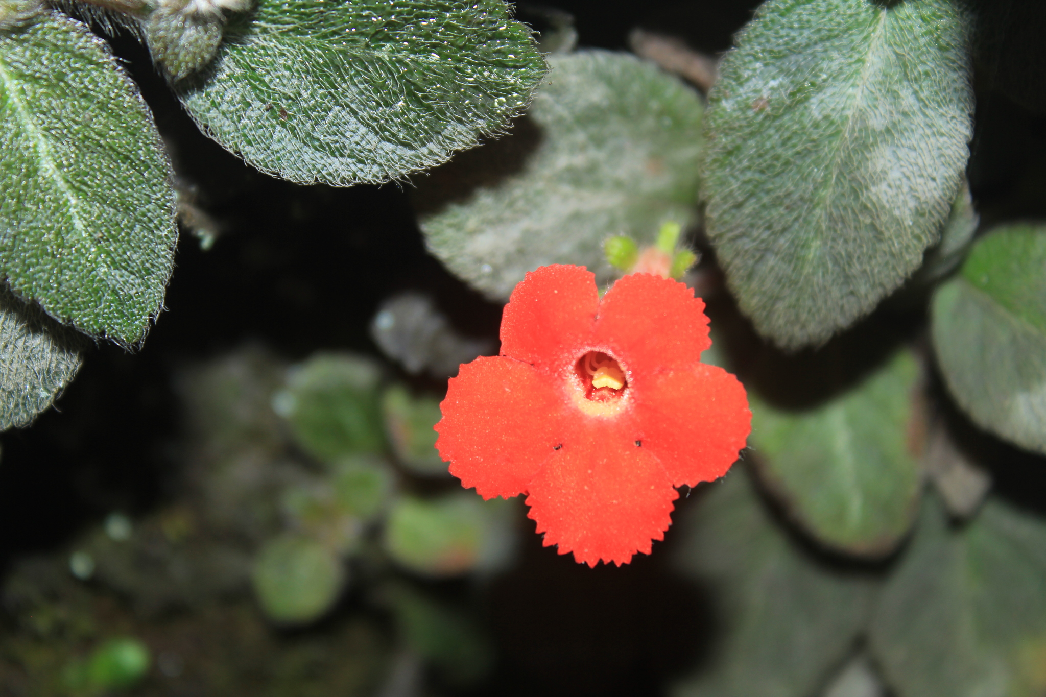 Episcia andina