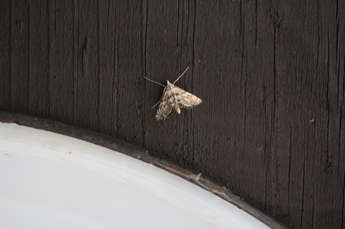 Eoparargyractis plevie photo 4
