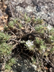 Spergularia rupestris