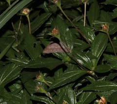 Hypospila bolinoides