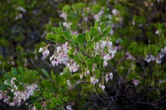 Arctostaphylos densiflora