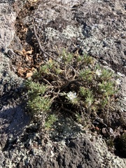 Spergularia rupestris