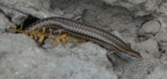 Caledoniscincus haplorhinus