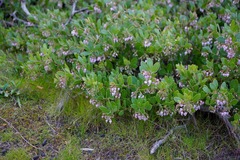 Arctostaphylos densiflora