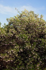 Arctostaphylos densiflora