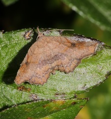 Throana pectinifer