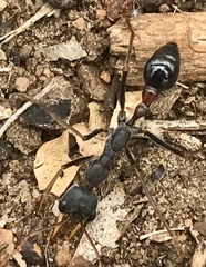 Myrmecia rufinodis