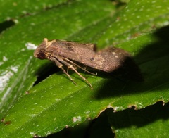 Hydrillodes lentalis