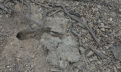 Caledoniscincus haplorhinus