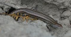 Caledoniscincus haplorhinus
