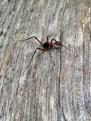 Leptomyrmex tibialis