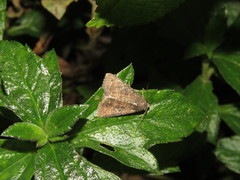 Condica illecta