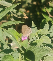 Prosotas nora ardates