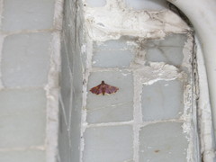 Endotricha olivacealis