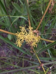 Polytaenia nuttallii